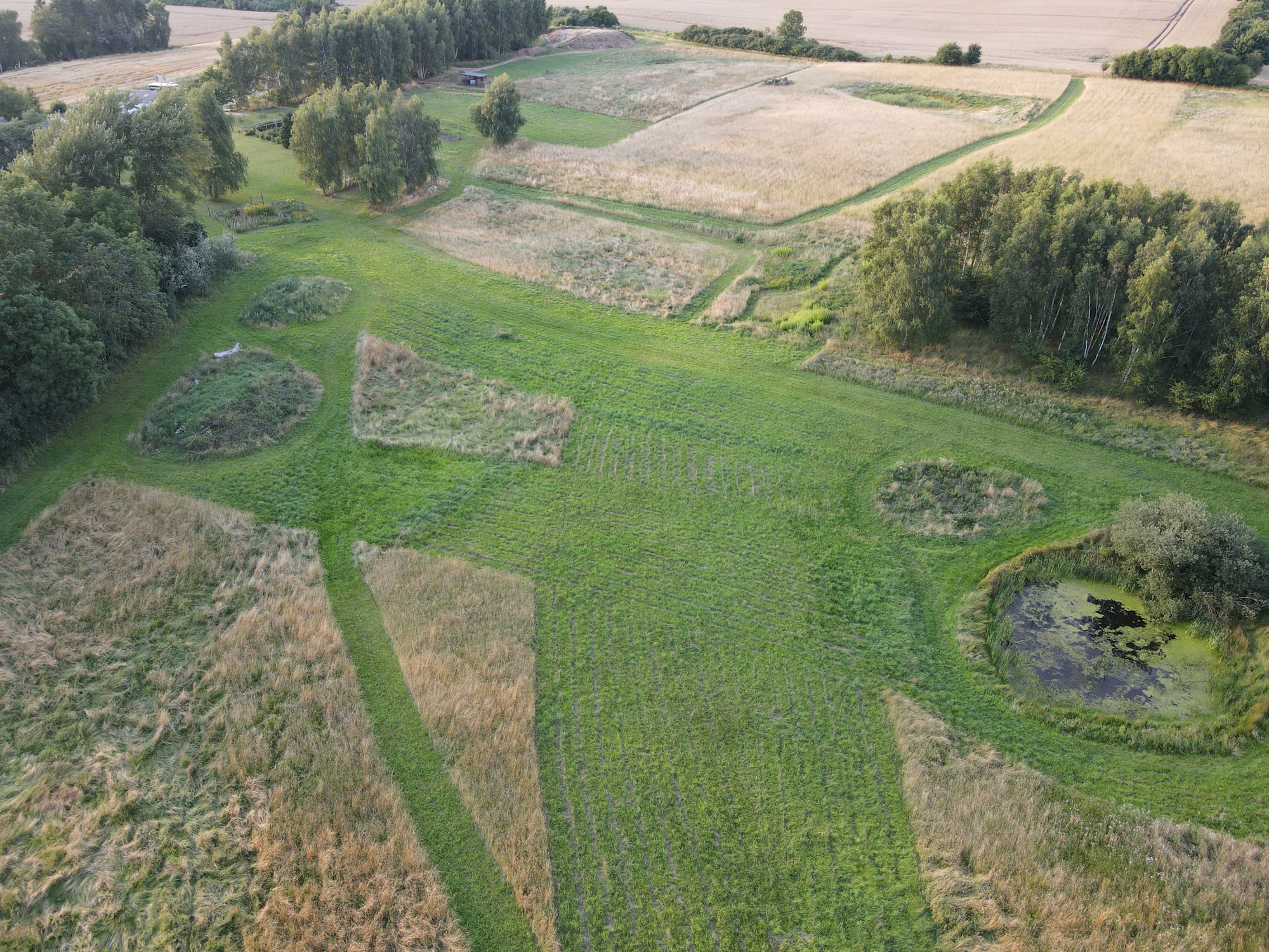 Dronebillede af mark