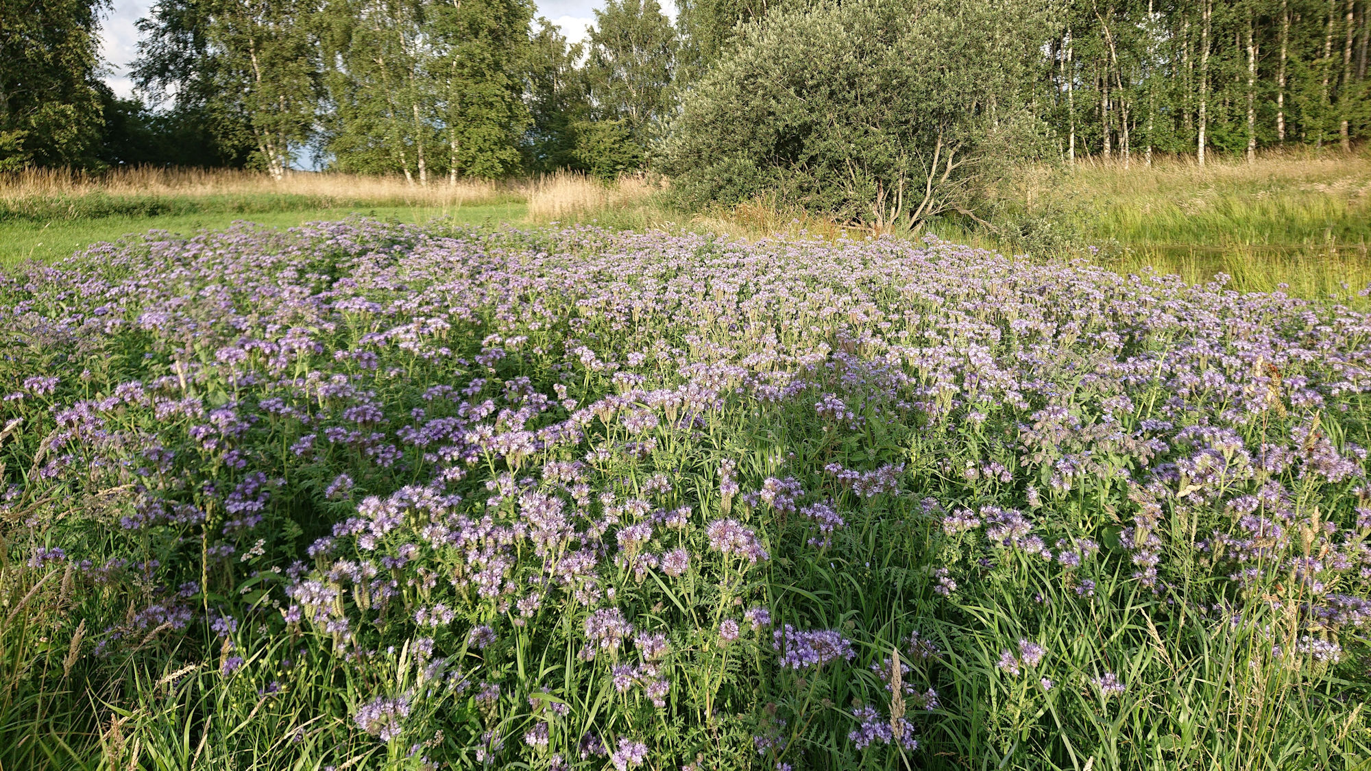 Blomster på marken