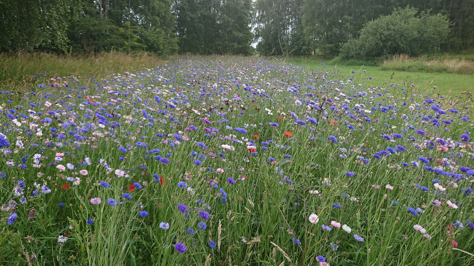 Engblomster på marken